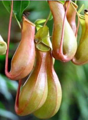 pg电子模拟器(中国)官方网站