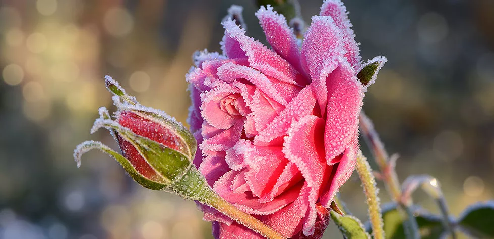 想要月季清静过冬着花翻倍？这份过冬攻略请查收