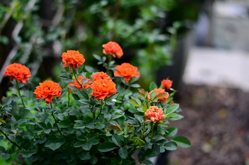 趁着天热给月季花苞“剪几刀”，秋花又大又密