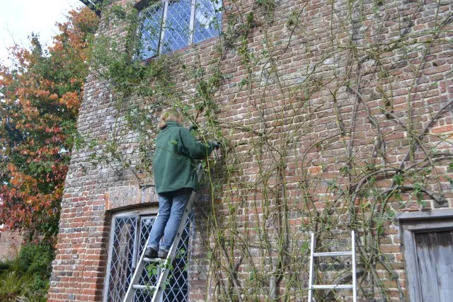 冬天做好这几步，来年藤月爬满墙~~