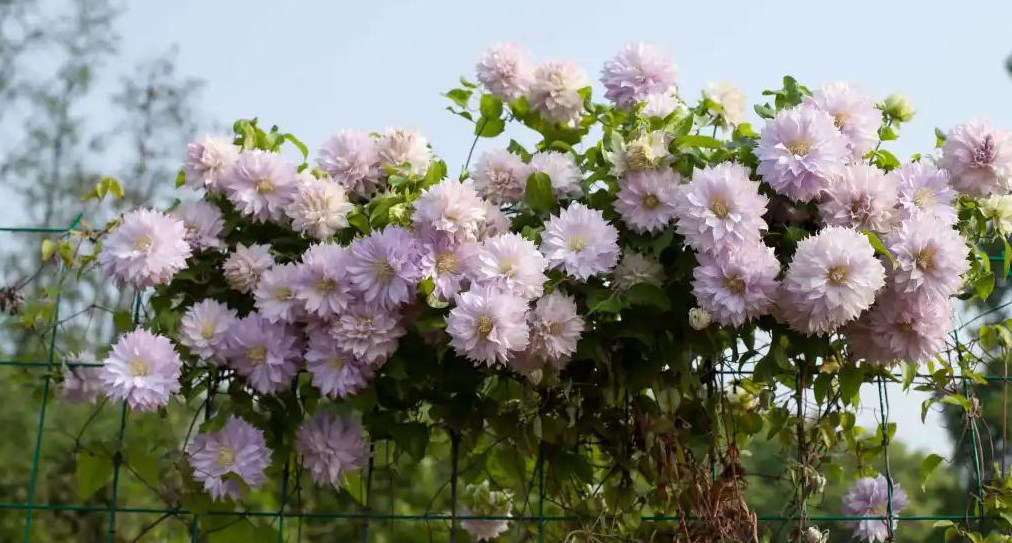 小空间也能美上天，你的花园真的很需要她！