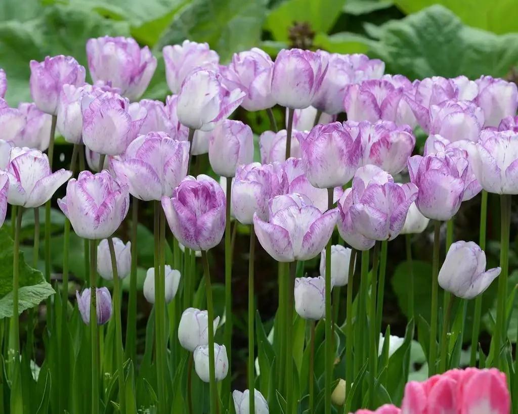 刑孤守看，郁金香要这么种才对呀 | 球根花卉超好种?问答篇第3期