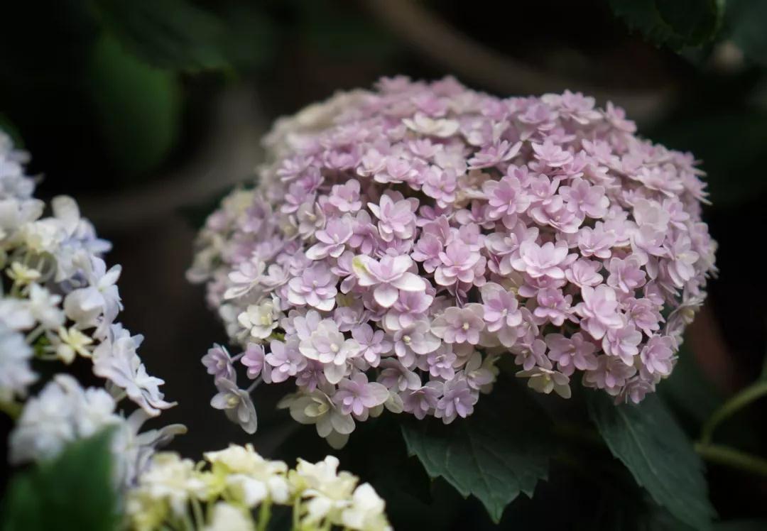 绣球能不可晒？炎天需不需要拉网？