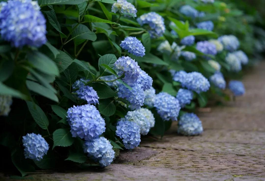 你真的相识绣球么？园艺大神上线，详解关于绣球的一切