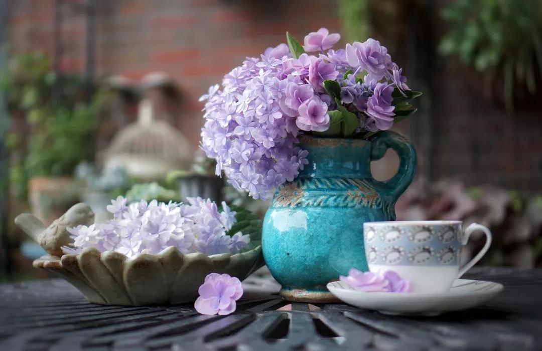 为什么六月的绣球都爬下了？