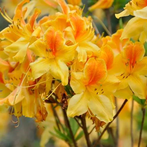 南北通吃的落叶杜鹃，一棵就能撑起一整个花园的漂亮