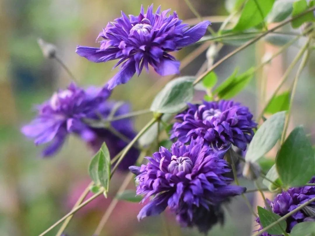 HI~美得冒泡的新品铁线莲，都藏在这篇选品指南里了