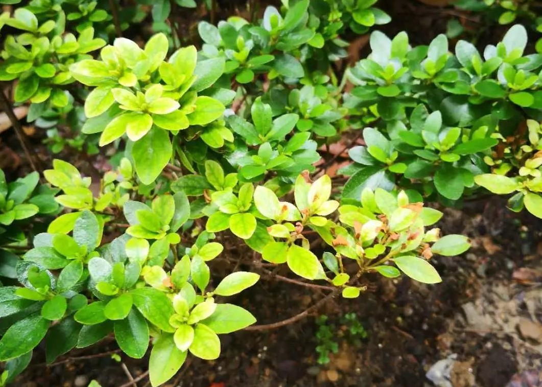 炎天植物状态差？别急，看看是不是这5个典范问题