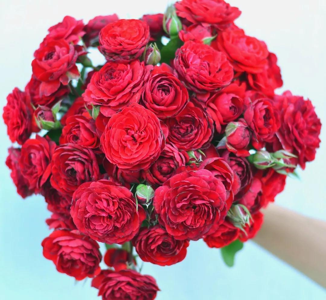 她来自月季妖怪训练营，优异到整个都会为她冠名！