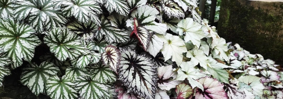 若你喜欢观叶，着实她很美 | 园艺百科·秋海棠