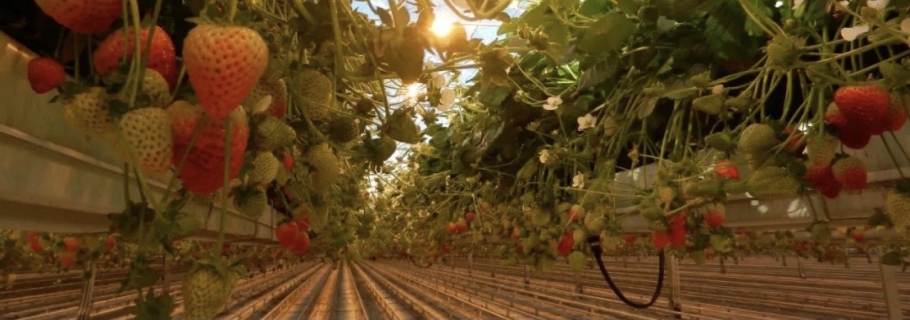 实现鲜嫩甜蜜的草莓自由，你得这么做