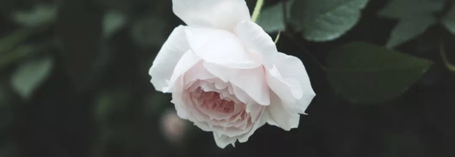 关于月季抹芽这件事，先生已经说倦了~