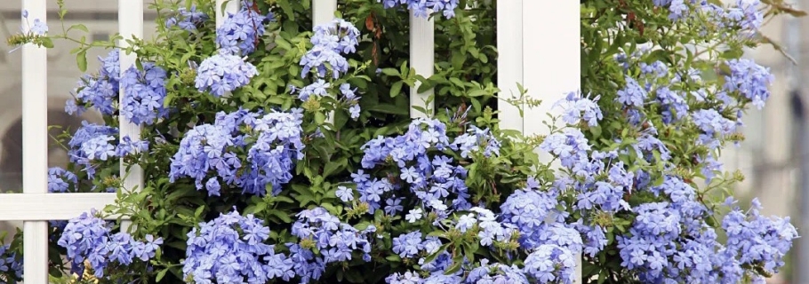 仙人颜值的着花劳模，送你一个蓝色的清凉炎天