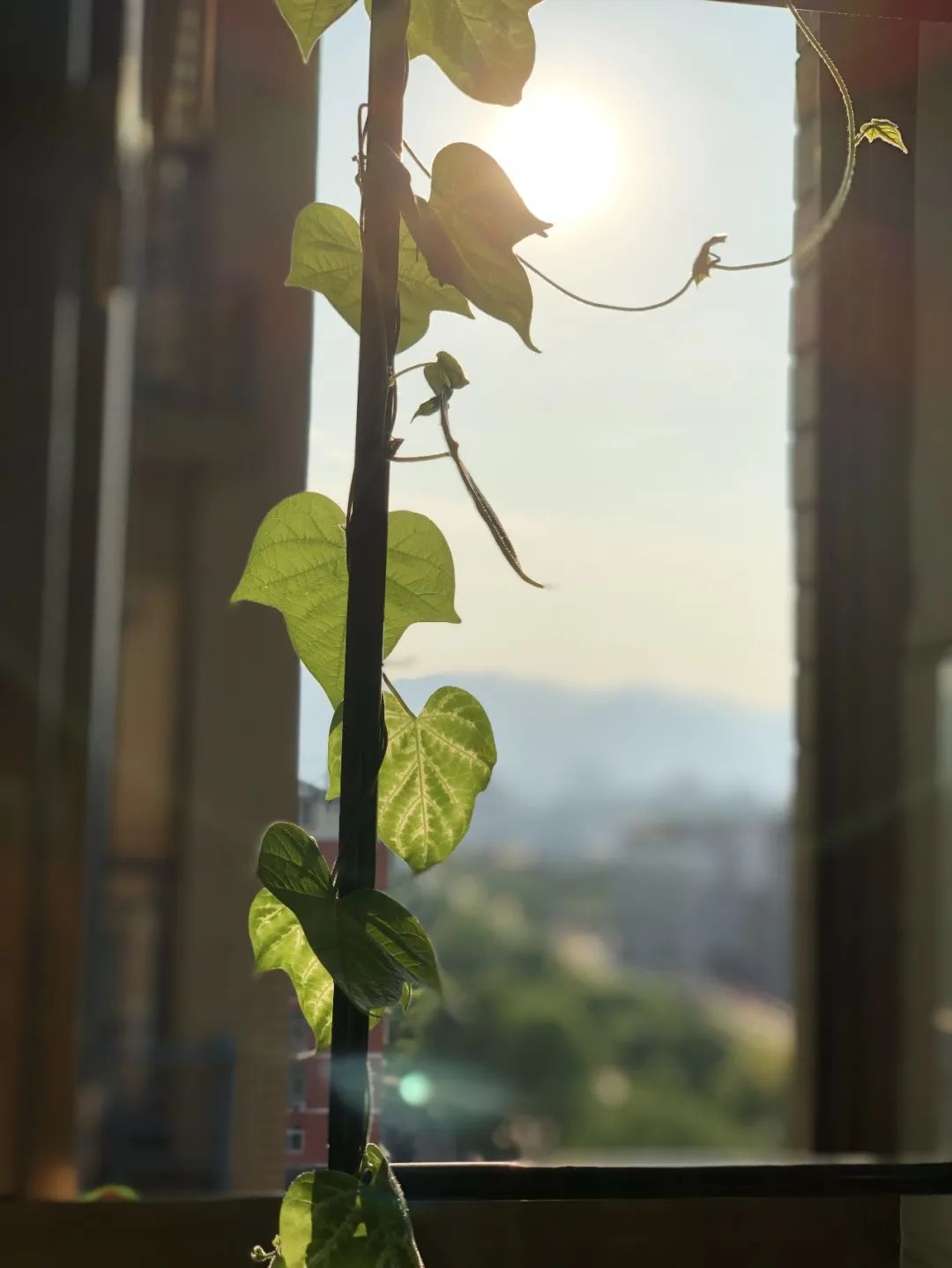 她在关闭阳台，种出铺天盖地的牵牛‘小森林’