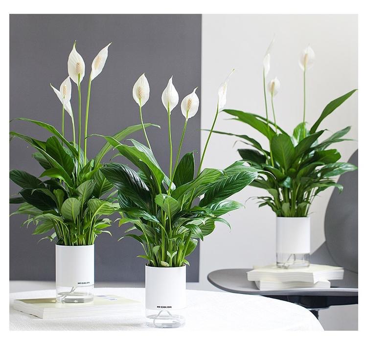 会自己喝水的仙人植物，可比假花省心多啦