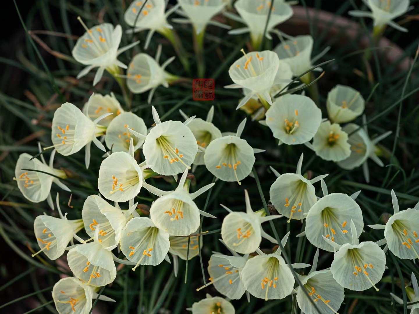 不养围裙水仙，都不知道球根也可以这么可爱