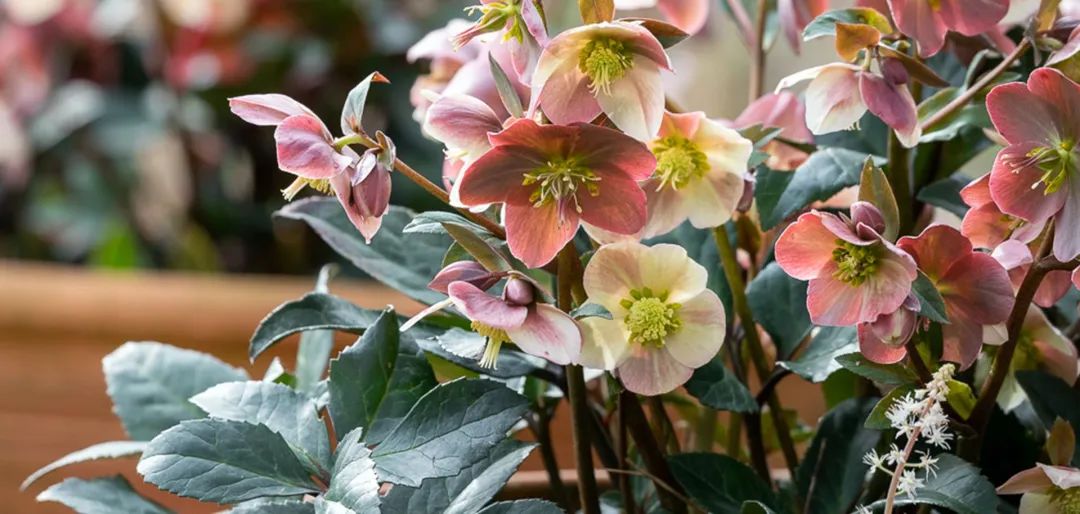 比玫瑰更绚烂，铁筷子才是360度无死角的仙女花！