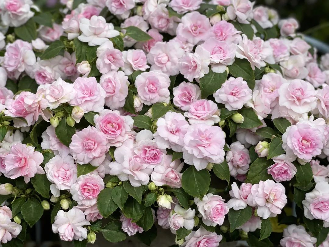 ‘平平无奇’小草花，爆成花球怎么就这么悦目