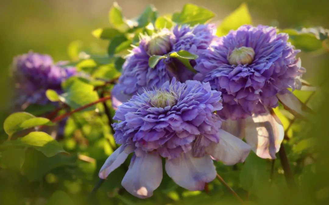 顶级神颜+轻松爆花，论优异你可以永远相信‘蓝光’！