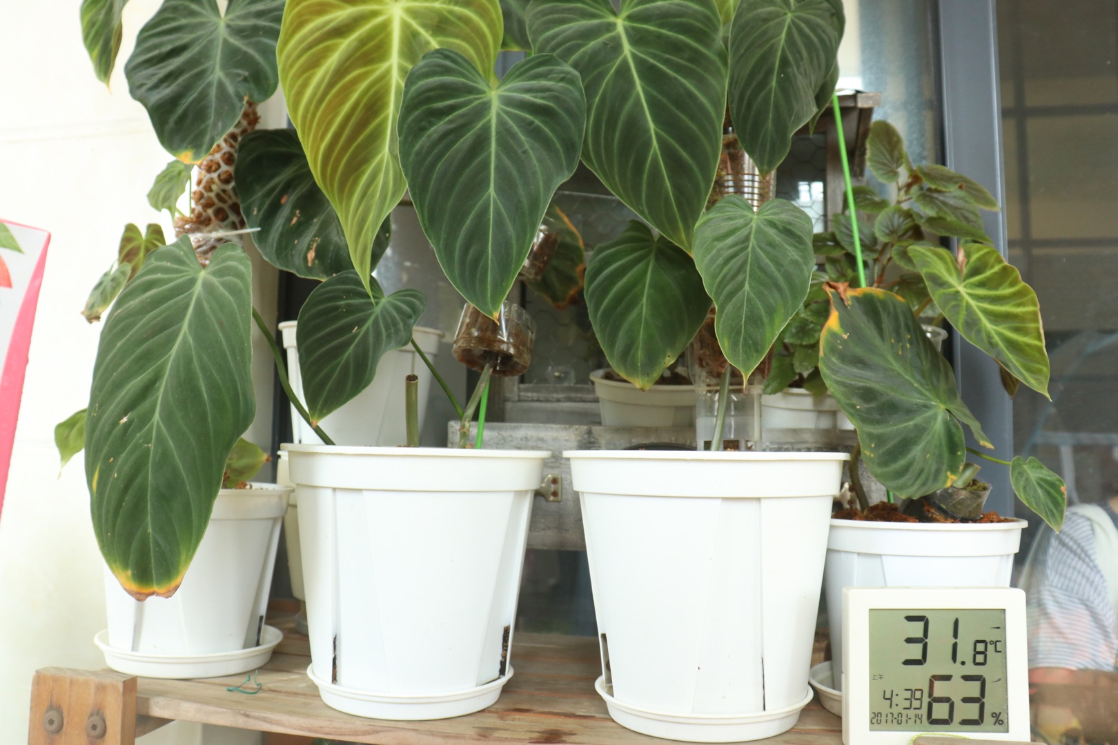 他在5㎡的阳台种了100盆绿植，打造逃离夏日的小森林