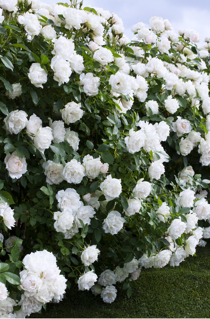 怎样让月季在秋天拼命爆花？第一修剪，第二换盆！