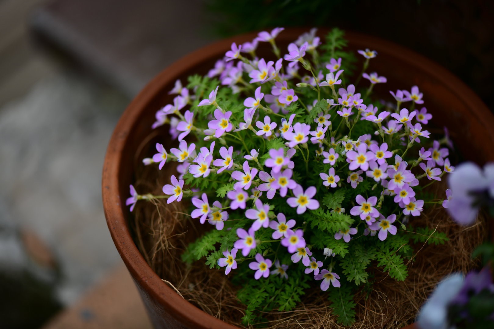 自带仙气的爆花小可爱，早春花园的漂亮神秘竟然是它！