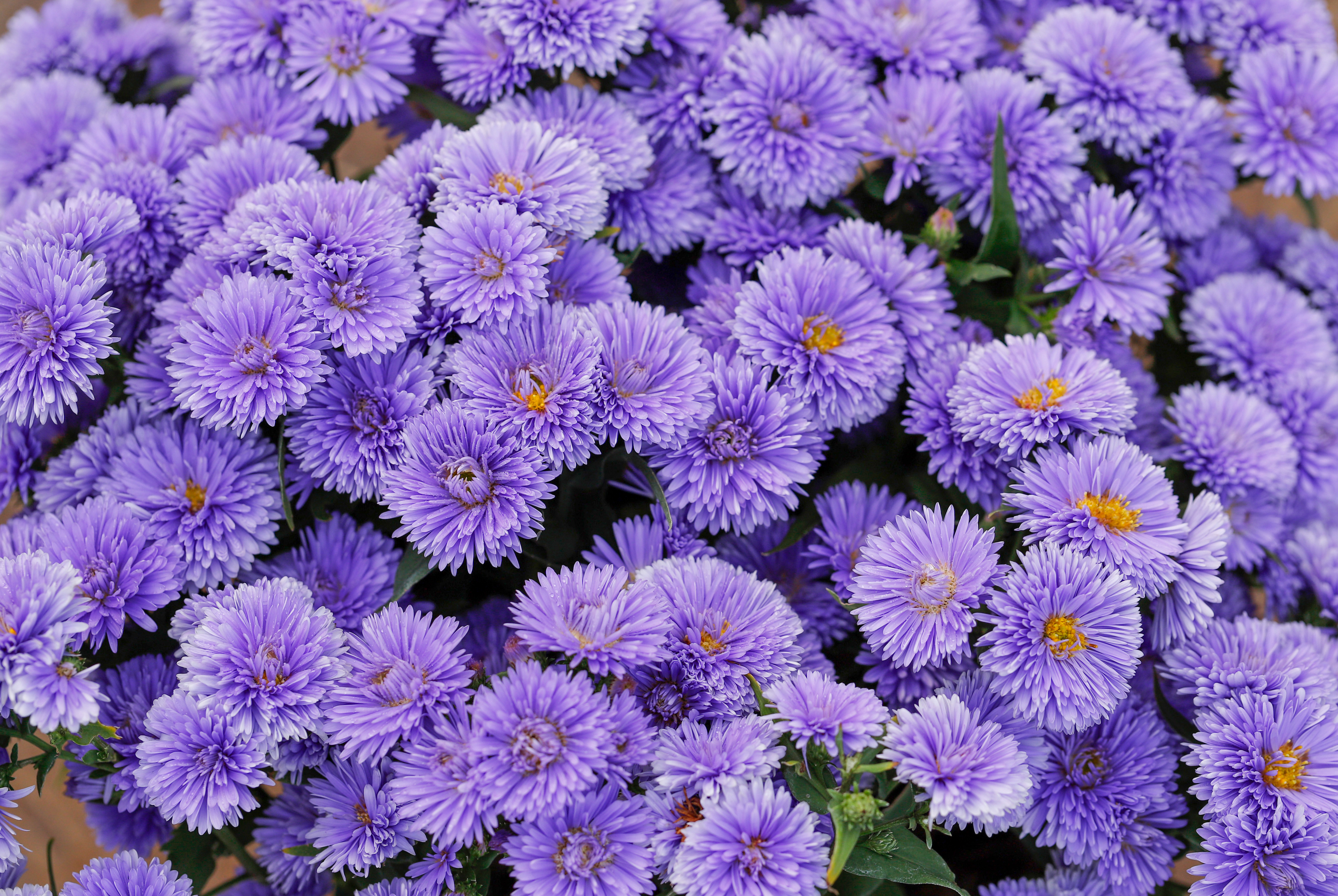 一开开半年，爆花不见叶，盆花贵族荷兰菊登场