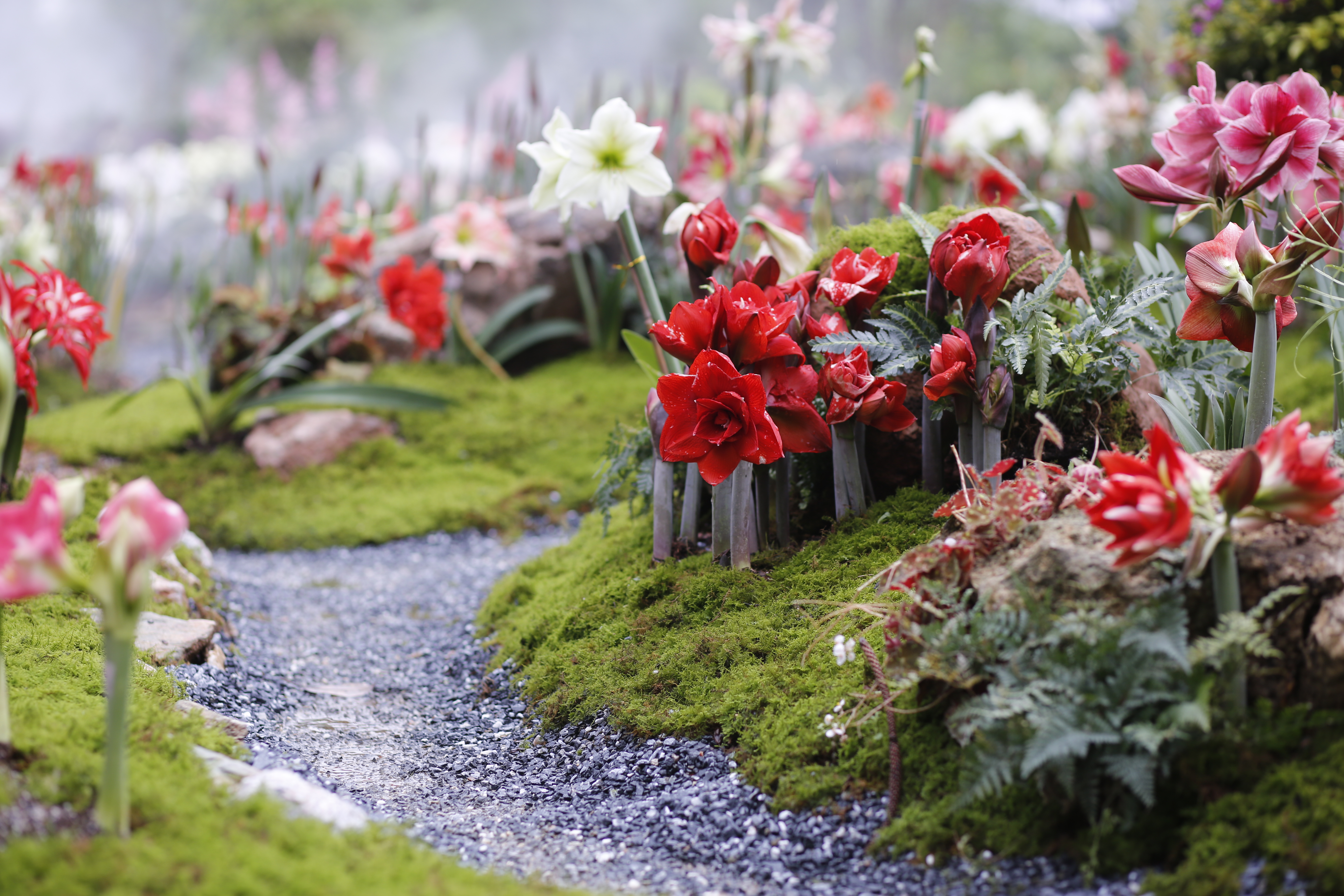 美如画！2022深圳花展，一起云游最美春天~