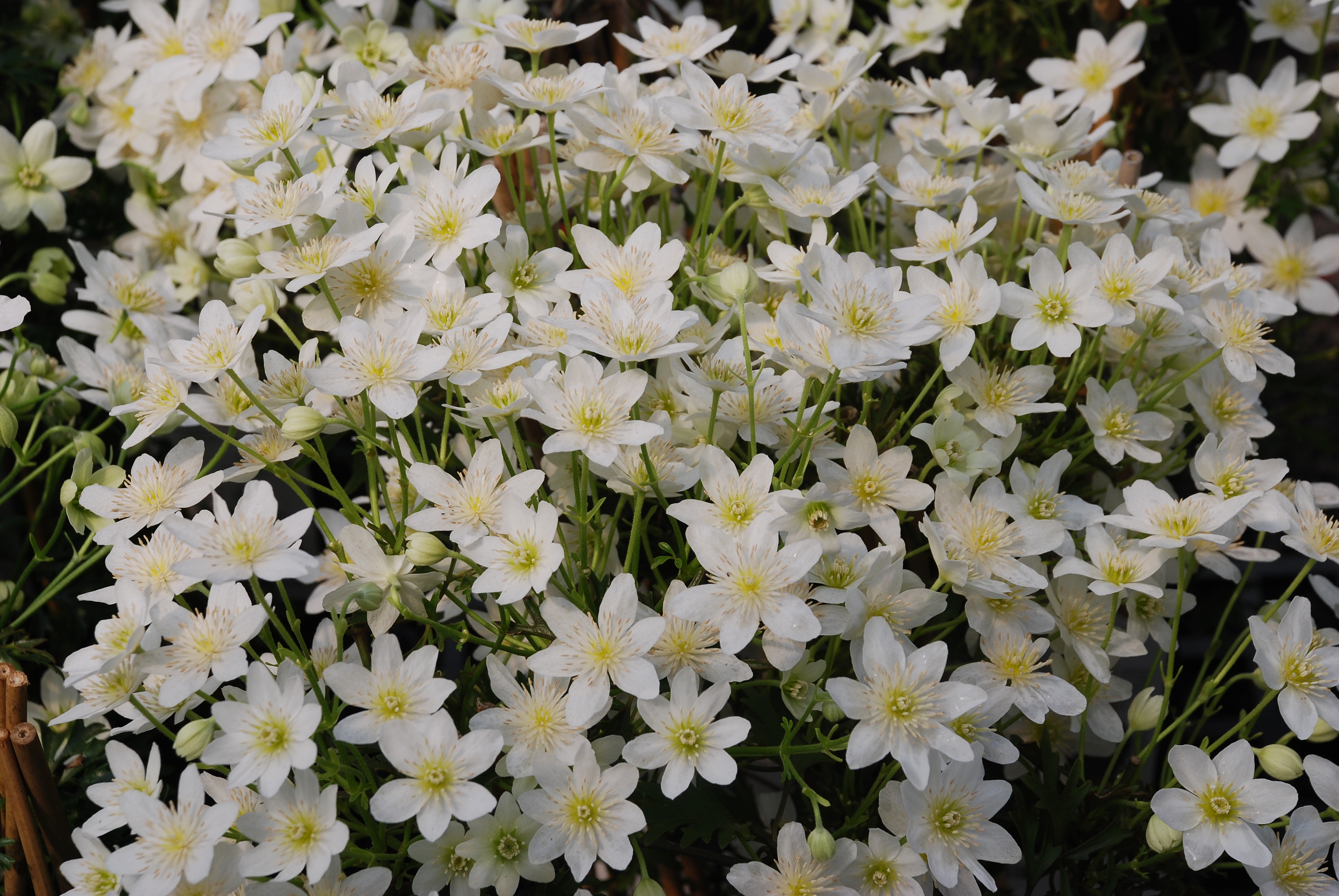 都2022年啦，“美”要勇敢晒出来！铁线莲比美大赛又又又来了