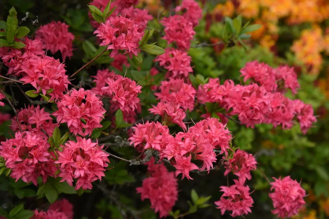 美到没朋侪的落叶杜鹃，种下就成传家宝！