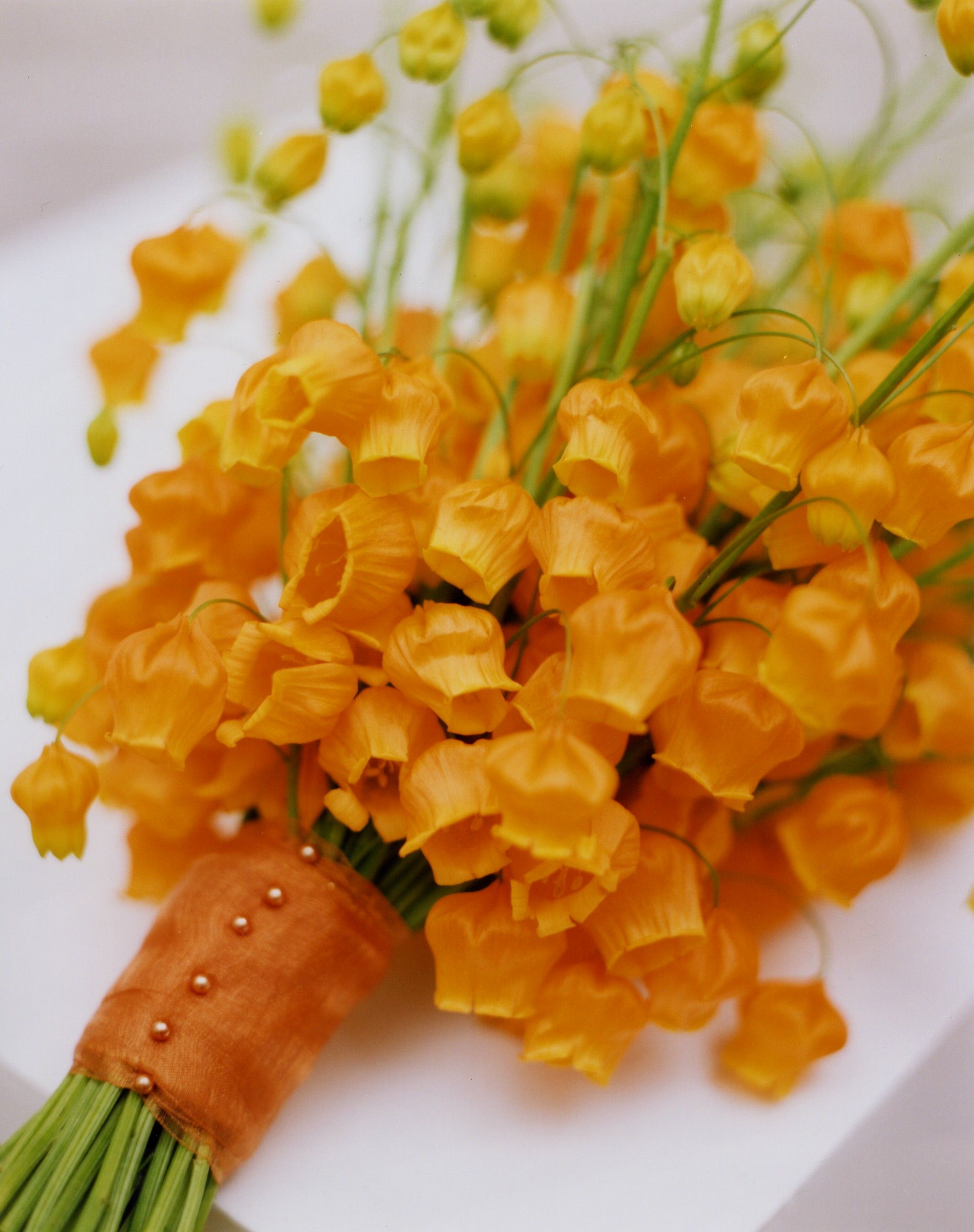 花开即出小灯笼的‘百合’，美得就像一幅画！