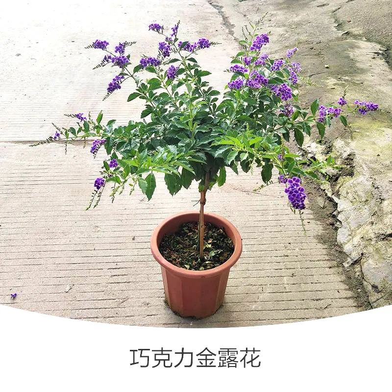 金露花 | 人世巧克力，着花时隔邻小孩要馋哭