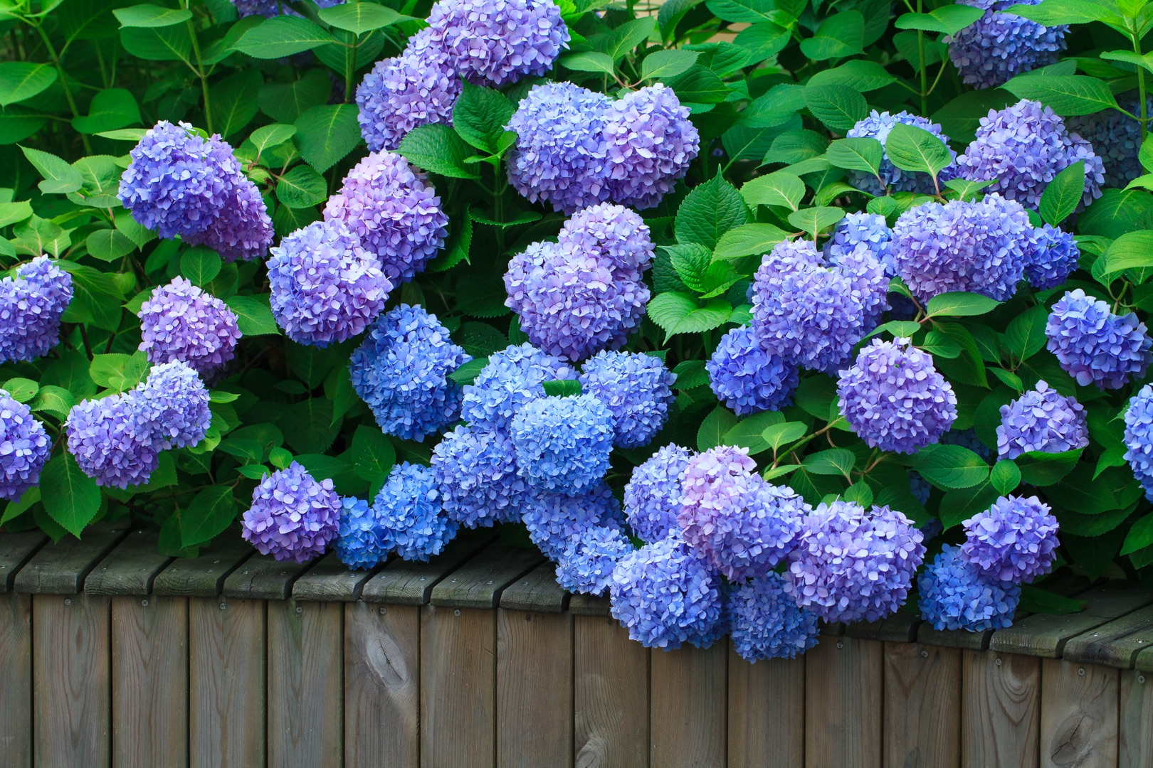 从400元1盆到4元1斤，无尽夏真的跌下神坛了么？