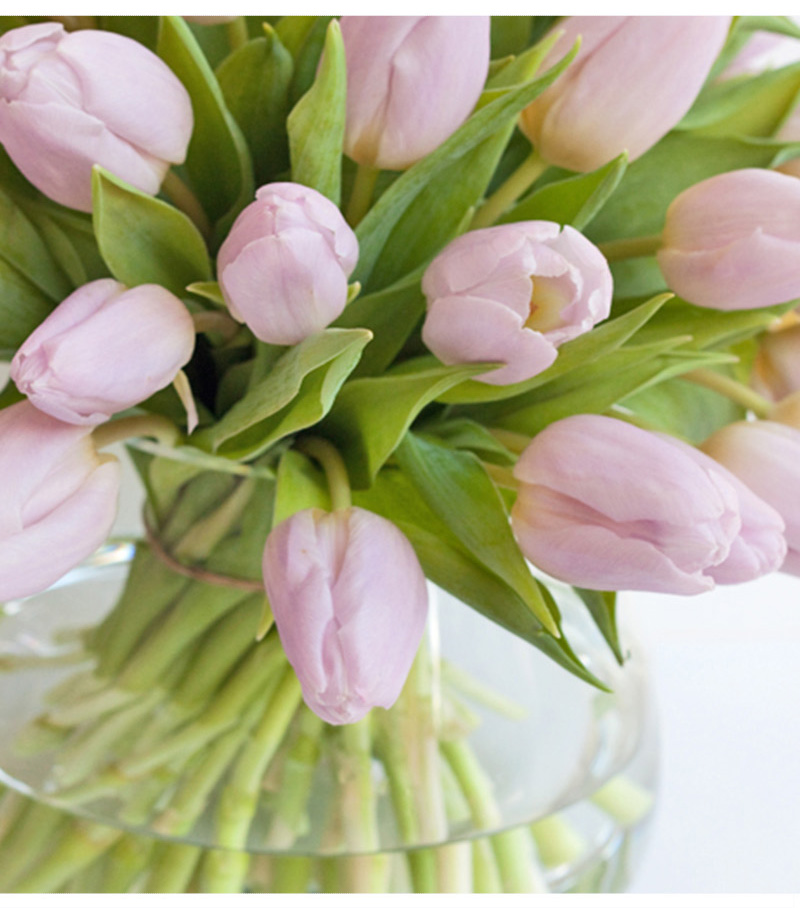 救命！我的郁金香事实怎么了？