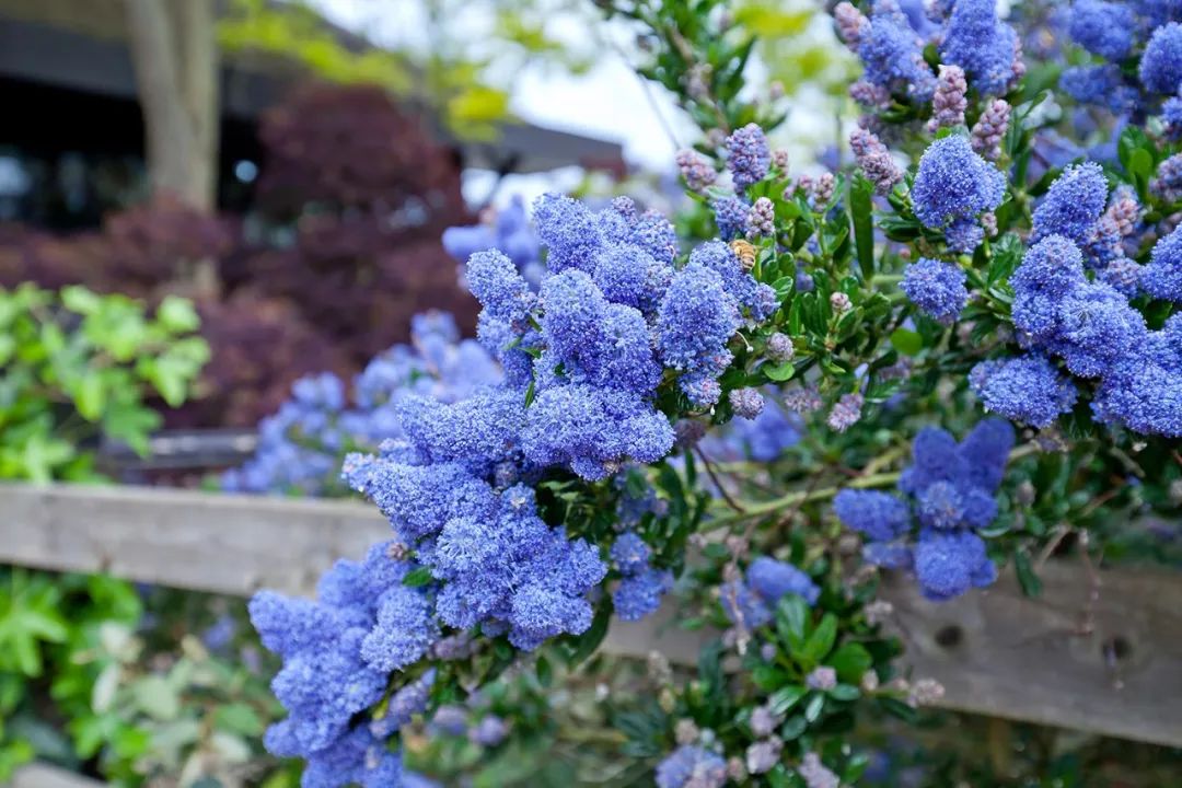 绣球变得毛绒绒时，就成了美到飞起的美洲茶