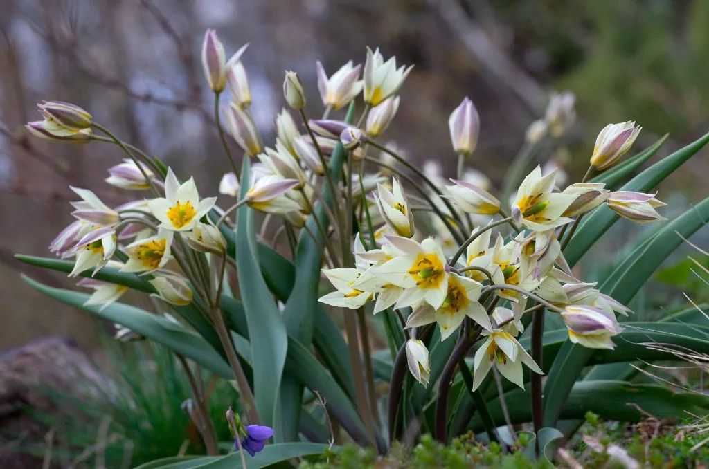 ‘平平无奇’小野花，凭什么被称为中国郁金香？