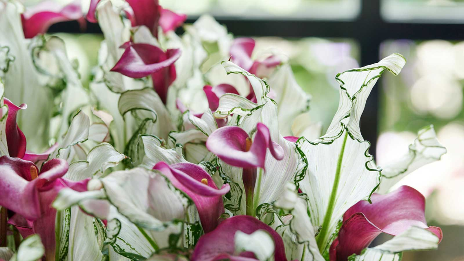 叶比花美，仙到没朋侪的‘冰雪女王’惊艳上线！