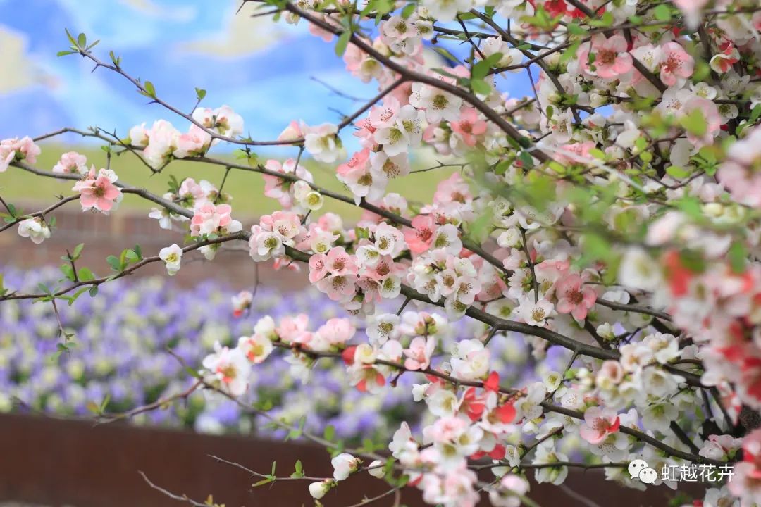 不出意外，又到pg电子最美的时间了！
