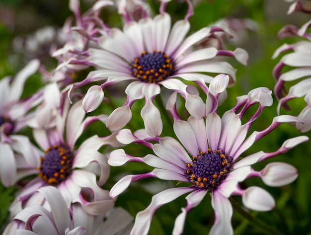 奇异小众，宛如‘天外来客’的蓝目菊，事实有多可爱？