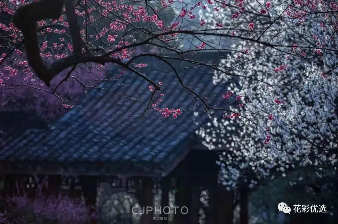 这几种花都分不清晰，春天都欠盛意思出门了！