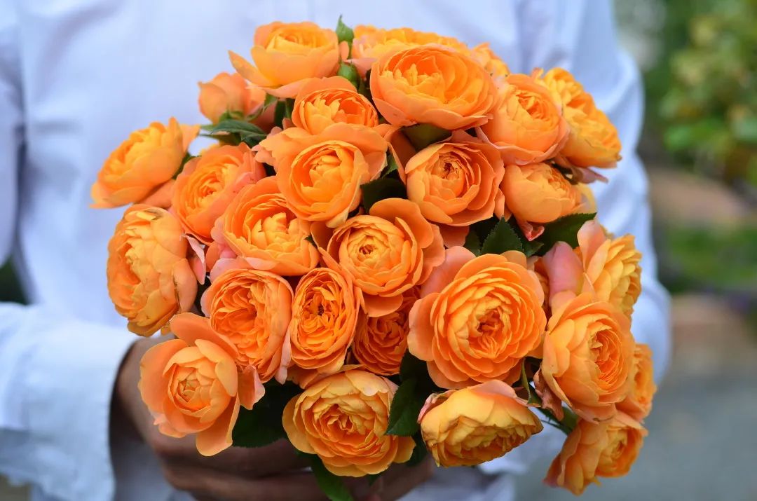 轻松爆花10个月，她是阳台花园里永远的神！