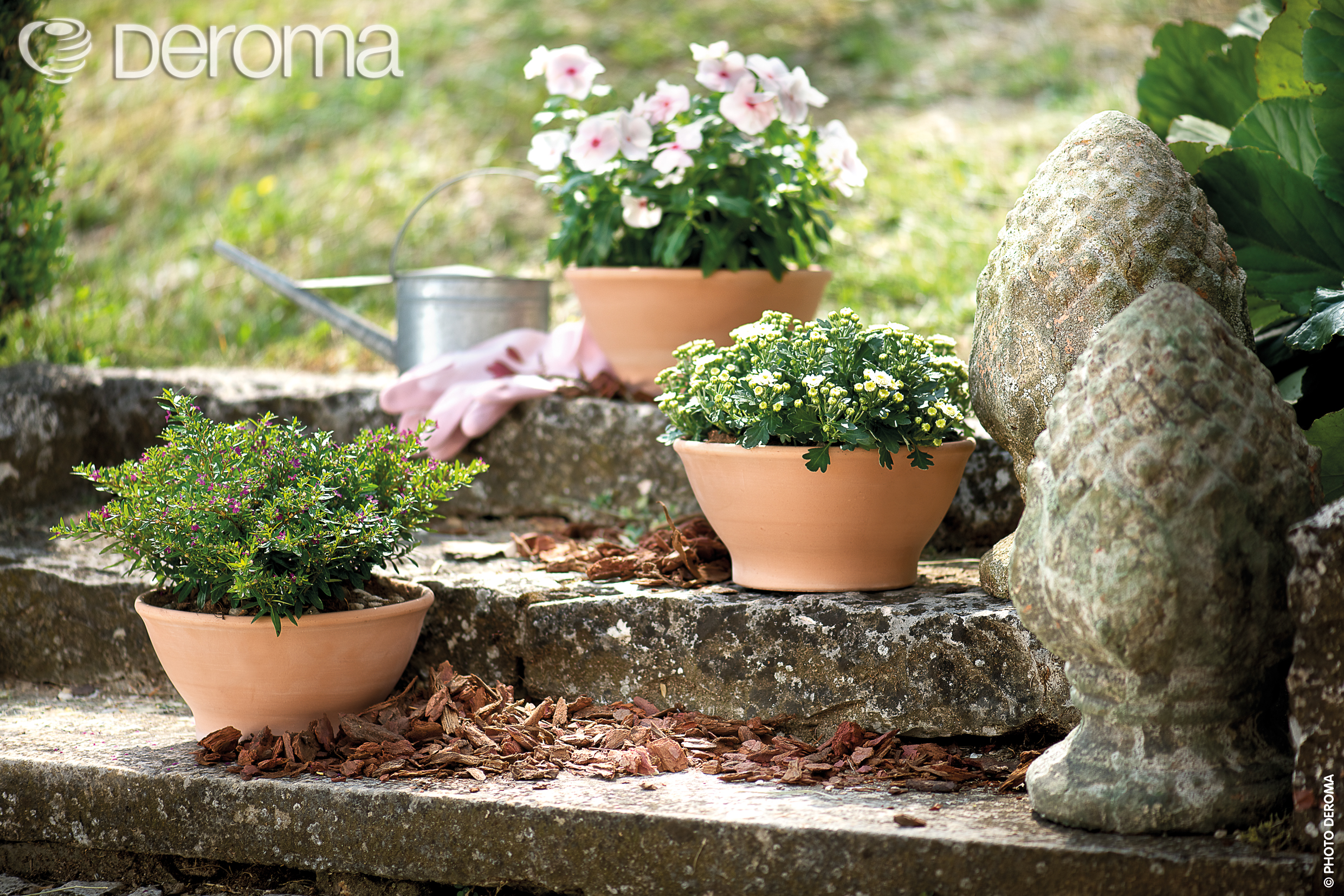 一个帝罗马引发的“陶盆热”！被万千花友喜欢的它，事实有什么魔力？！