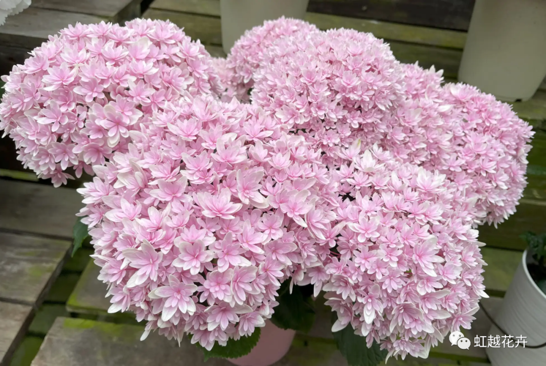 官宣｜pg电子与日本加茂告竣独家相助！还会带来这些超等新品